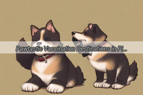 Pawtastic Vaccination Destinations in Pingtan Keep Your Canine Companions Healthy and Happy